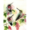 Annas Hummingbird Trio #20076