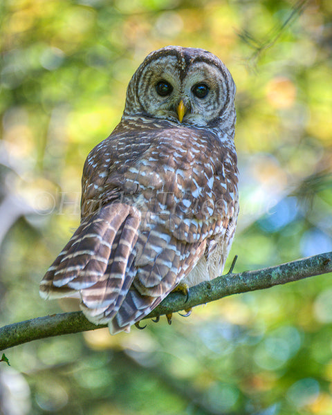 Barred Owl