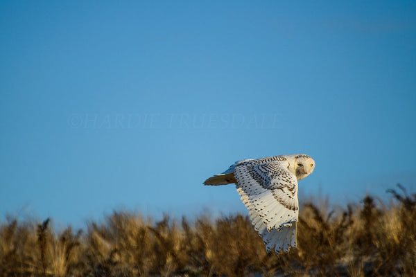 Snowy Owl In Flight