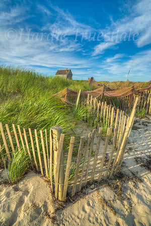 Dune Fence Forest Beach