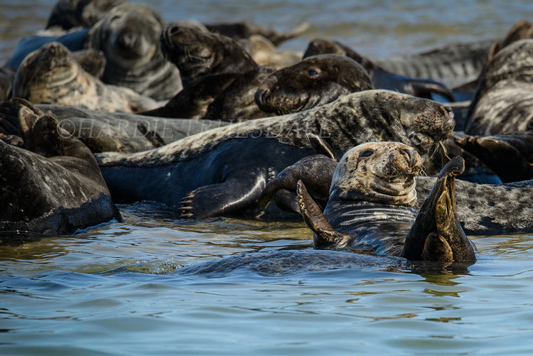 Chillin Grey Seal