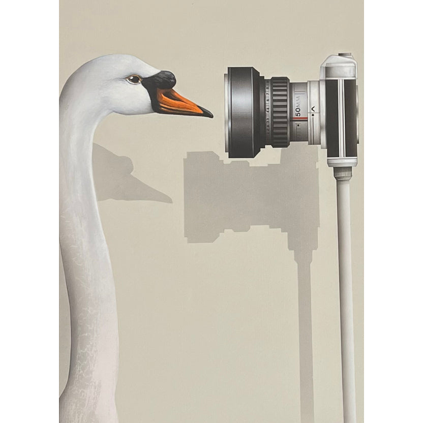 Face to Face ~ Swan Looking Right- giclee print