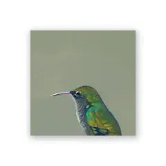 Female Violet Sabrewing Hummingbird 4x4